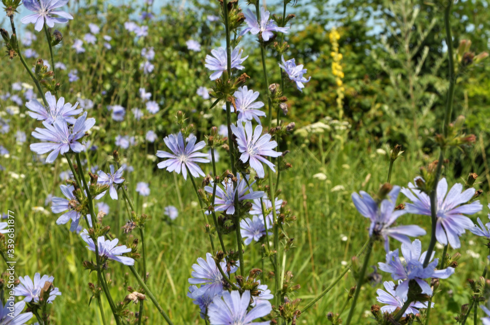 Fototapeta premium Blossom chicory (Cichorium intybus)