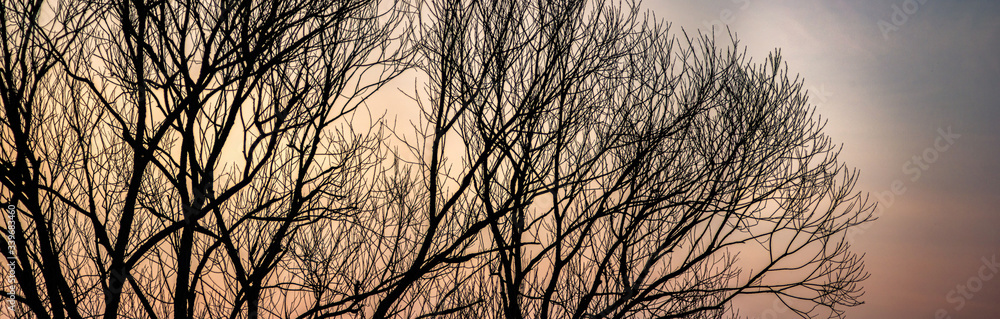 Silhouettes of tree branches on a sunset background Silhouettes of tree branches on a sunset background