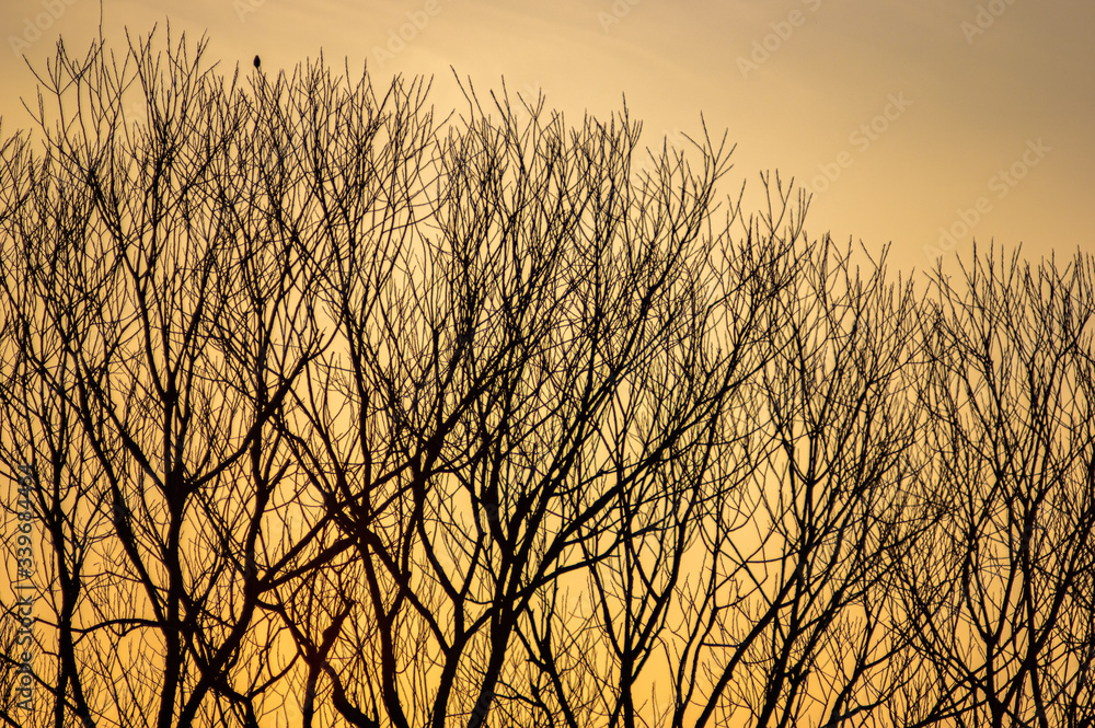 Obraz premium Silhouettes of tree branches on a sunset background