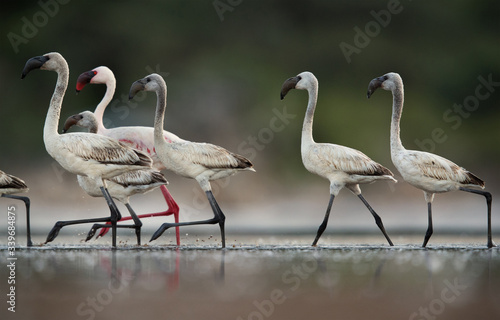 Lesser Flamingos walking in lake Bogoria, Kenya