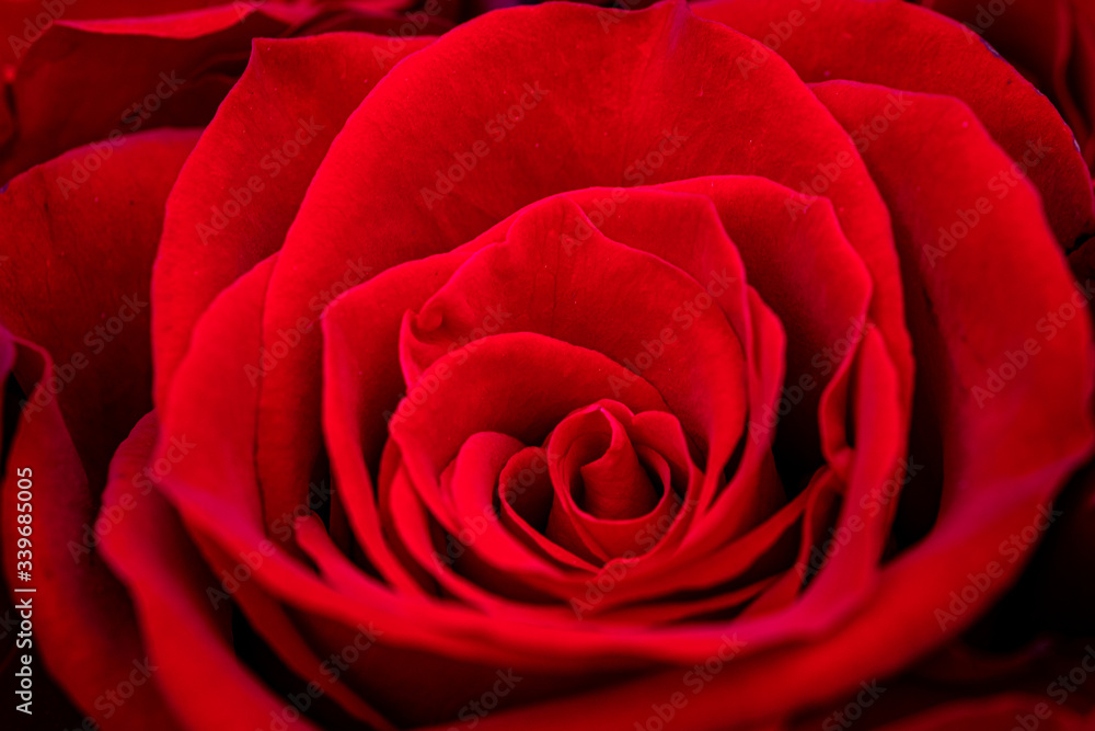 close-up of red roses close-up of red roses