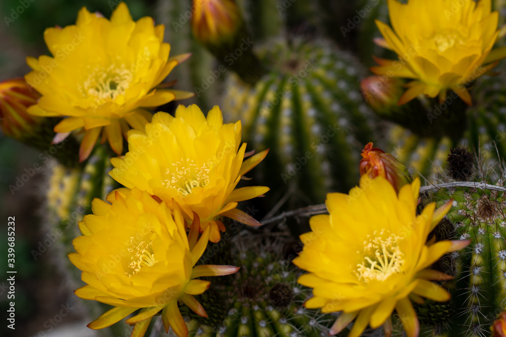 Obraz premium Blooming cacti