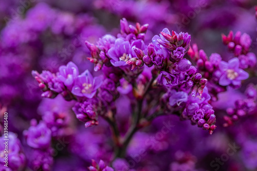 small purple flowers close up on blurred background