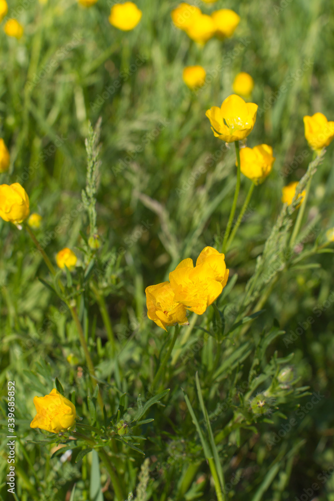 Macro of beautiful organic grass and buttercup flowers - springtime meadow Macro of beautiful organic grass and buttercup flowers - springtime meadow