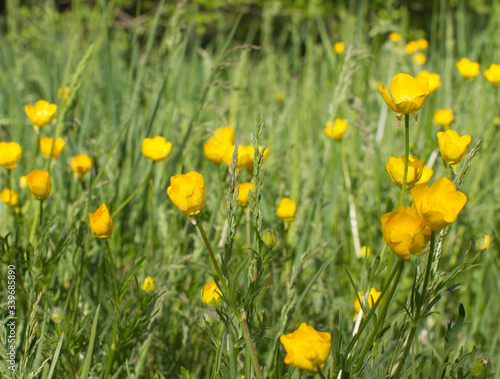 macro of buttercups, wild flowers and grass for sustainable meadow