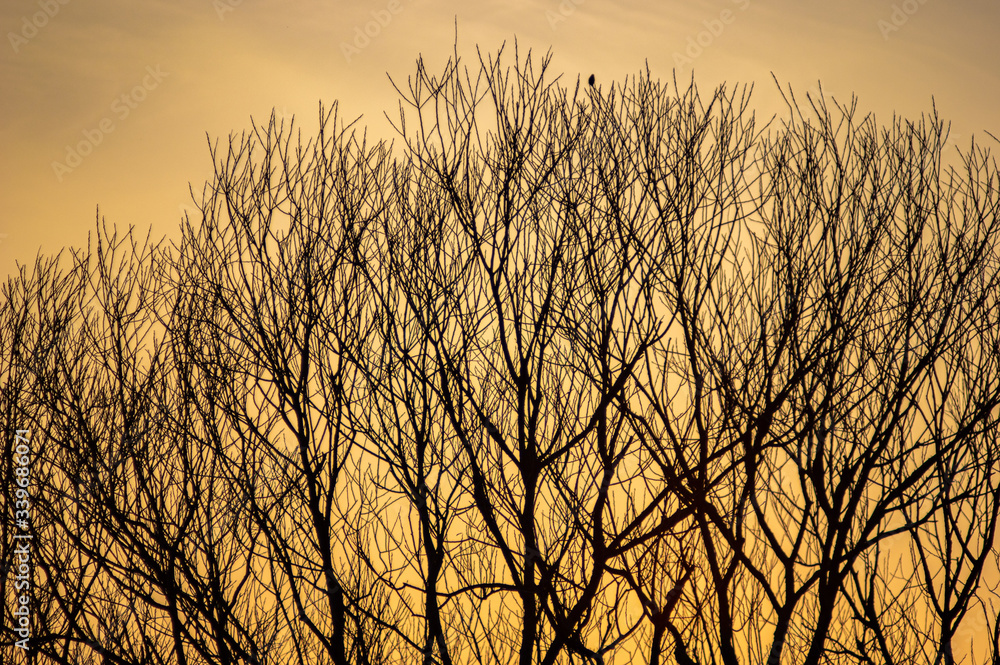 Silhouettes of tree branches on a sunset background Silhouettes of tree branches on a sunset background