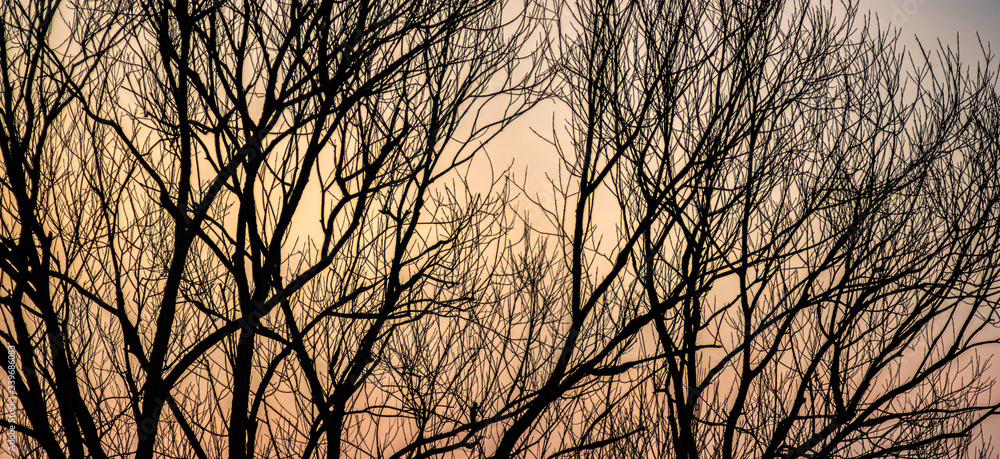 Silhouettes of tree branches on a sunset background