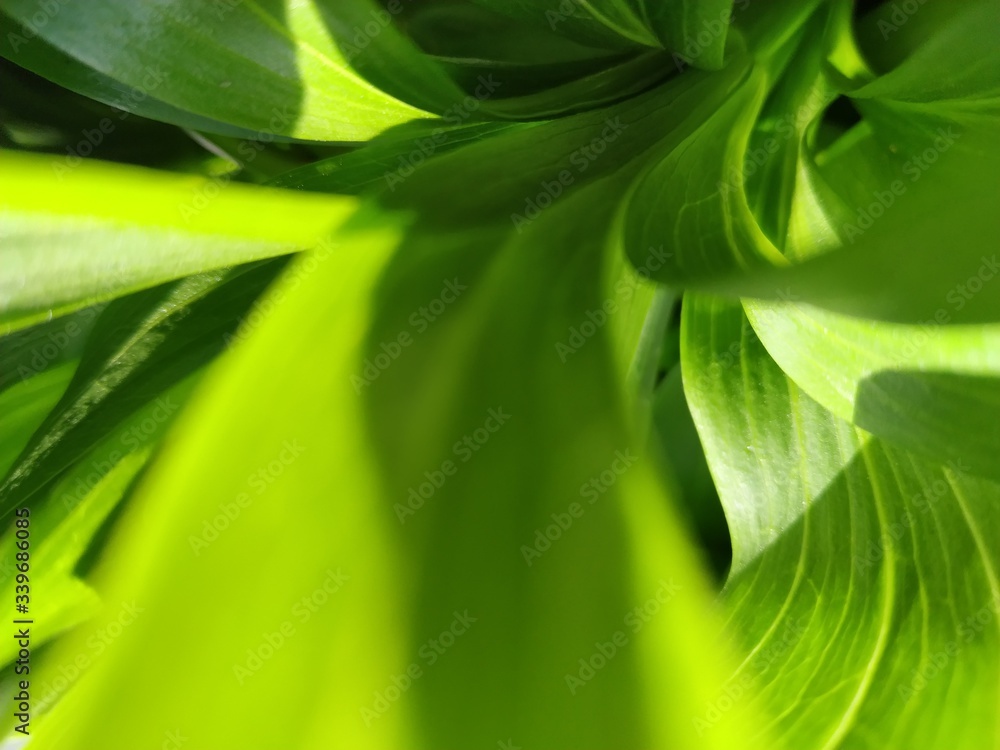Fototapeta premium green spring leaves background