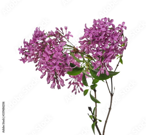 Purple lilac flowers shrub on twig with leaves  Syringa Vulgaris isolated on white background  clipping path