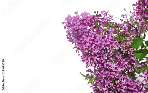 Purple lilac flowers shrub on twig with leaves, Syringa Vulgaris isolated on white background, clipping path