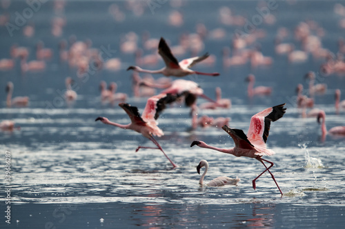 Lesser Flamingos takeoff at Lake Bogoria