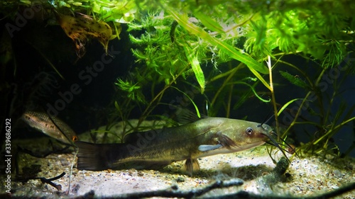 dangerous cosmopolitan freshwater predator fish Channel catfish swim in water plants and enjoy aquarium life, killer ready to hunt for prey, demonstrating natural behaviour in biotope aquarium