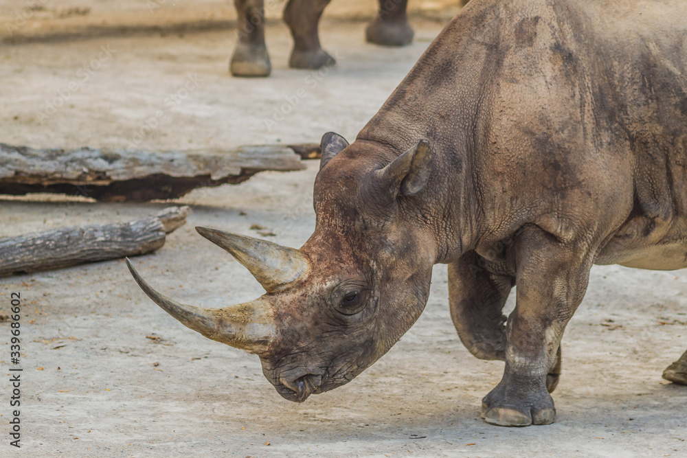 Obraz premium Black rhino