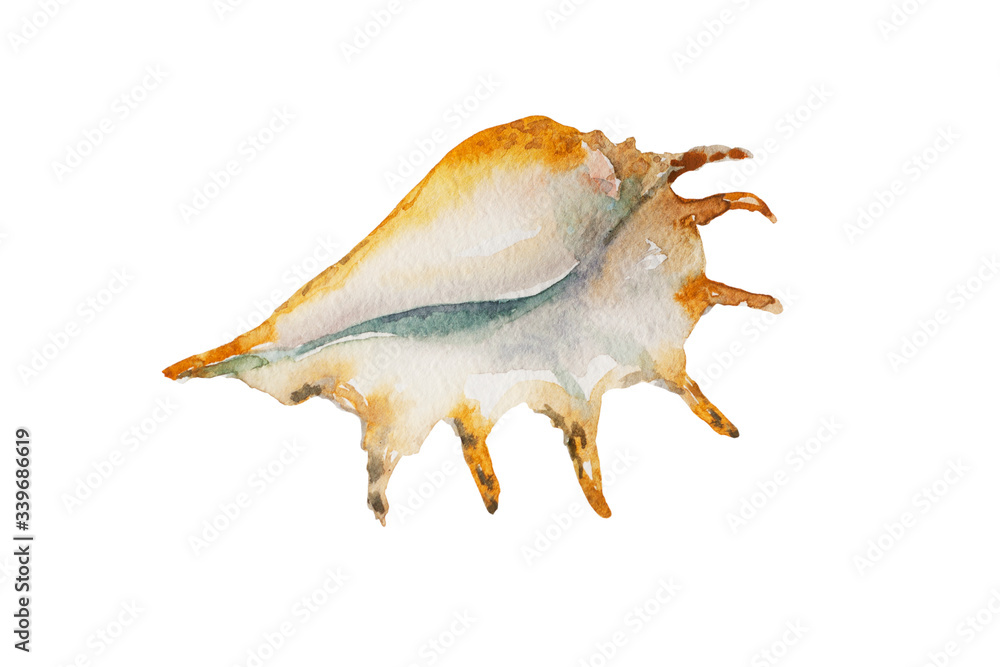 Watercolor big spiral shell Lambis, hand painted on texture paper and isolated on white background Watercolor big spiral shell Lambis, hand painted on texture paper and isolated on white background