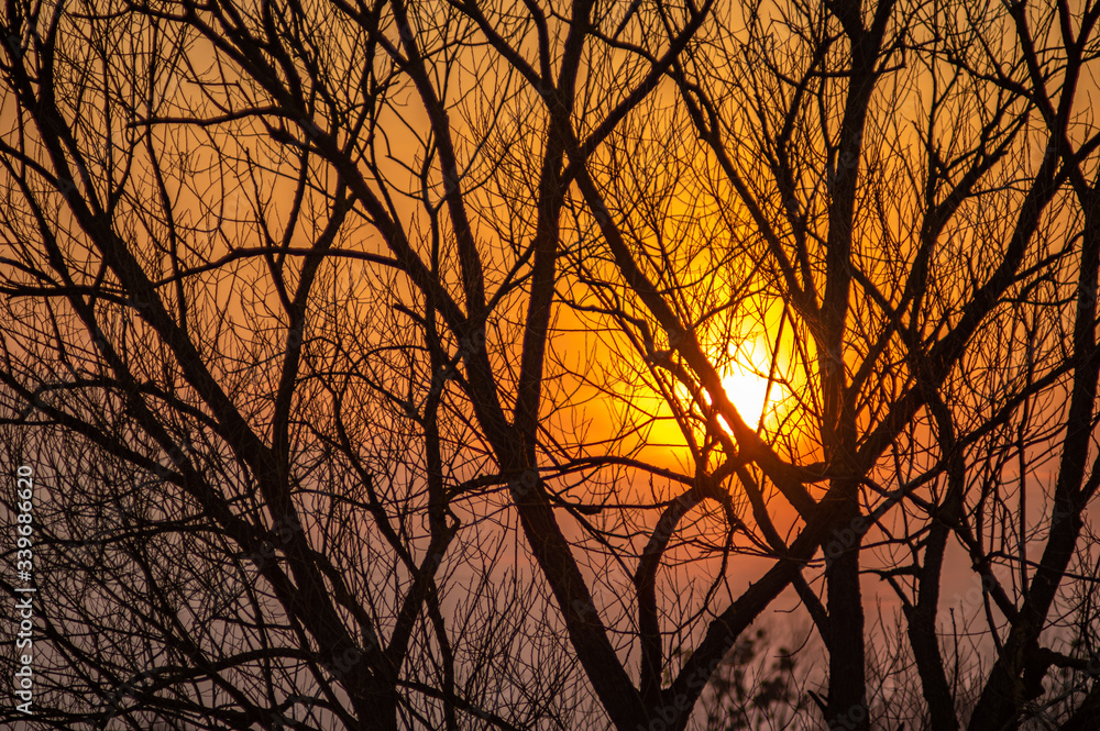 Silhouettes of tree branches on a sunset background Silhouettes of tree branches on a sunset background