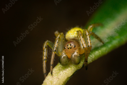 Konstfotografi Araniella cucurbitina, male, on a  leaf