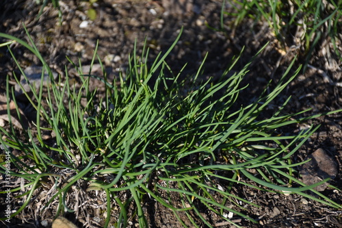 Schnittlauch, Graslauch, Binsenlauch, Brislauch, Grusenich, Jakobszwiebel, Schnittling, Lauch, Frühling, Sommer, Garten, Gemüsegarten, Allium schoenoprasum, Amaryllidaceae, Spargelartige, Erde, Beet,  photo