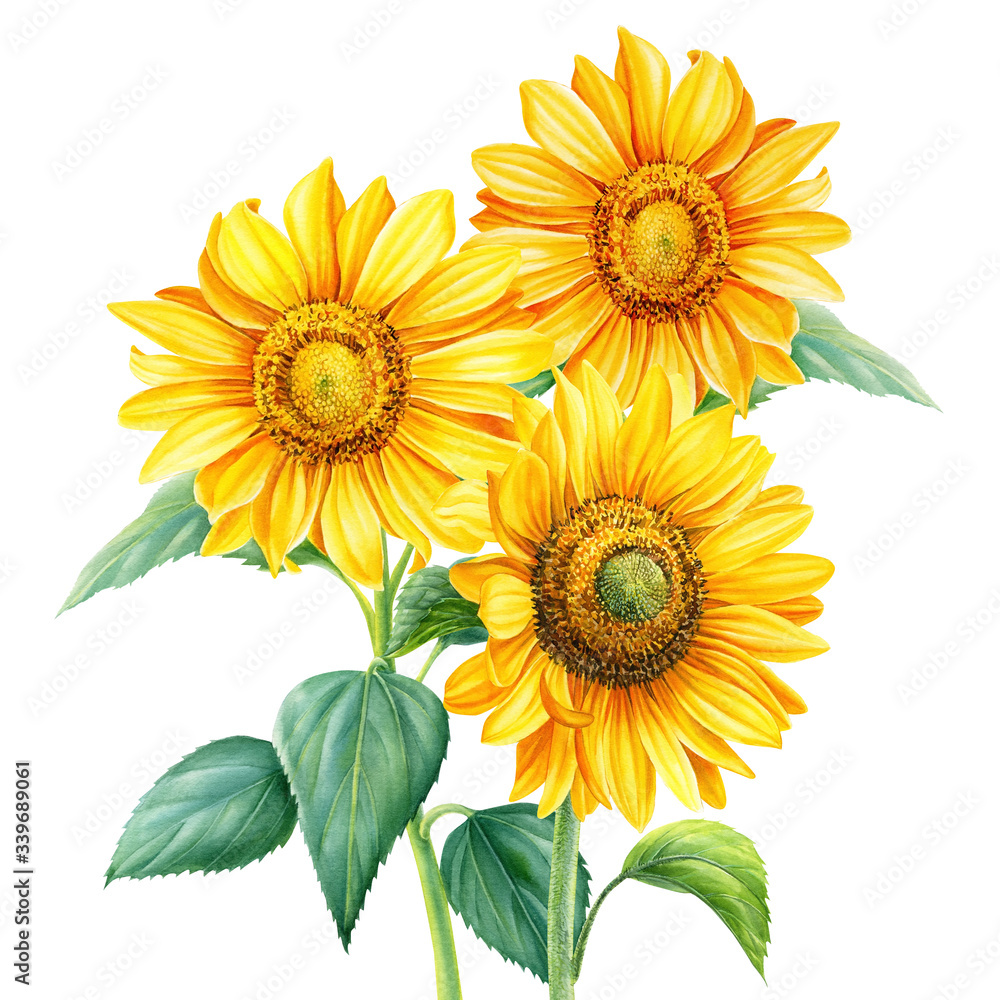 Obraz premium Bouquet of sunflowers on an isolated background, botanical illustration, flora design, watercolor flowers