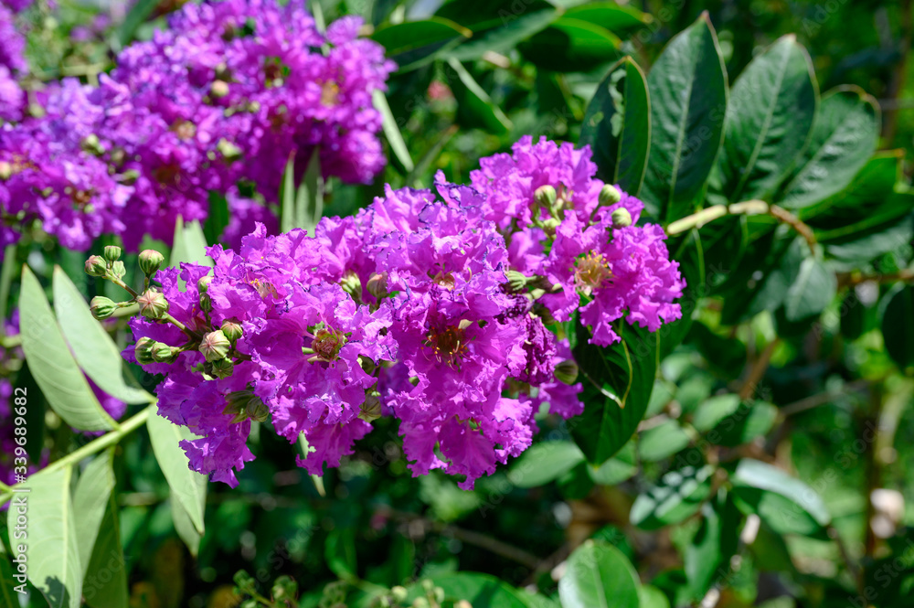 Flower Crape myrtle, Lagerstroemia bush on tree with green leaves in sunny Flower Crape myrtle, Lagerstroemia bush on tree with green leaves in sunny