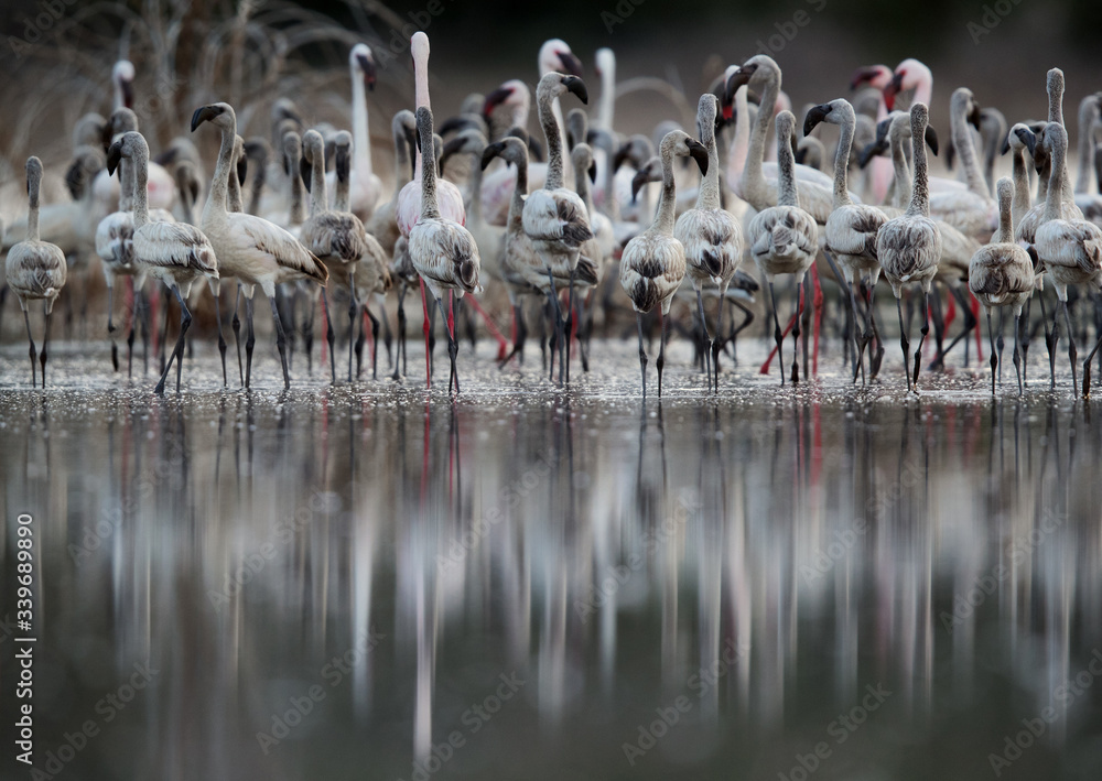 Naklejka premium Lesser Flamingos and beautiful reflection, Lake Bogoria