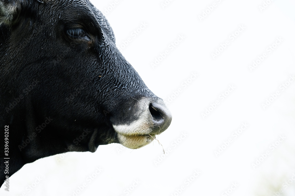 Fototapeta premium Black heifer cow isolated on white background, close up of face in profile view.