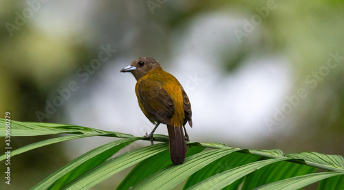 Female Red-throated Ant-Tanager balances on end of large green leafed frond photo