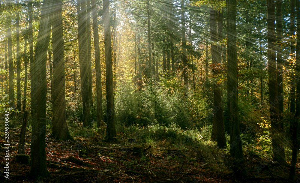 Sun Rays in the European Beech Woods Sun Rays in the European Beech Woods