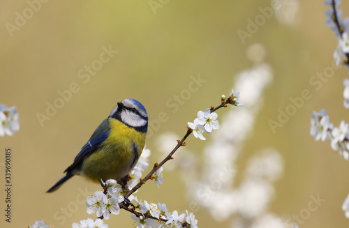 Coal tit on feeder among flowering spring branches on blurry yellow background