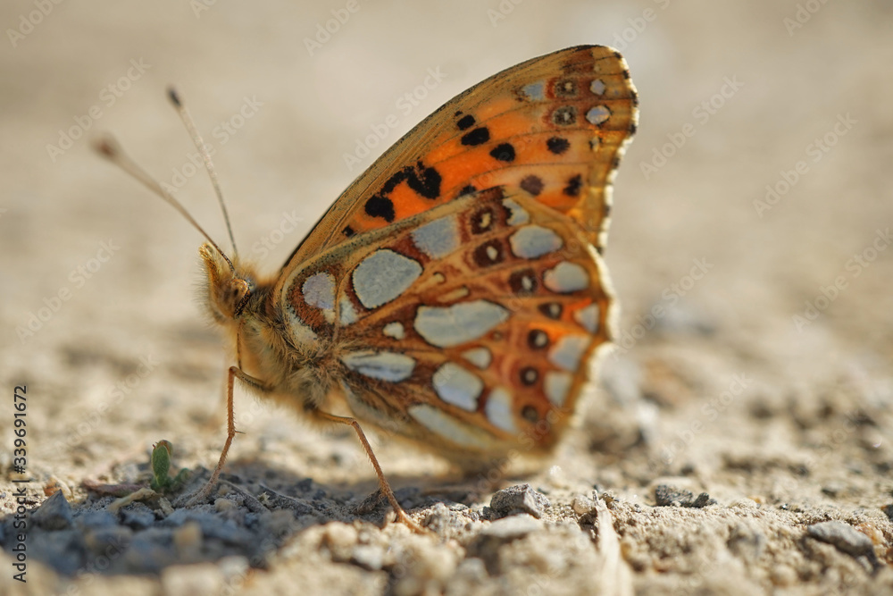 Obraz premium Nahansicht eines kleinen Perlmuttfalters