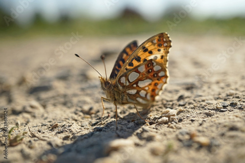 Nahansicht eines kleinen Perlmuttfalters