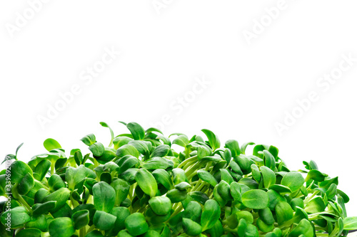 Fresh micro greens closeup on white isolate background. Microgreens growing. Healthy eating concept