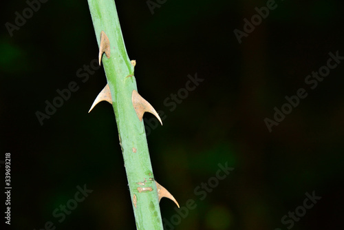 Close up of a branch of a bush with thorns