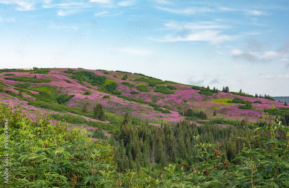 Pink fields of fireweed cover free flowing Alaska hillside