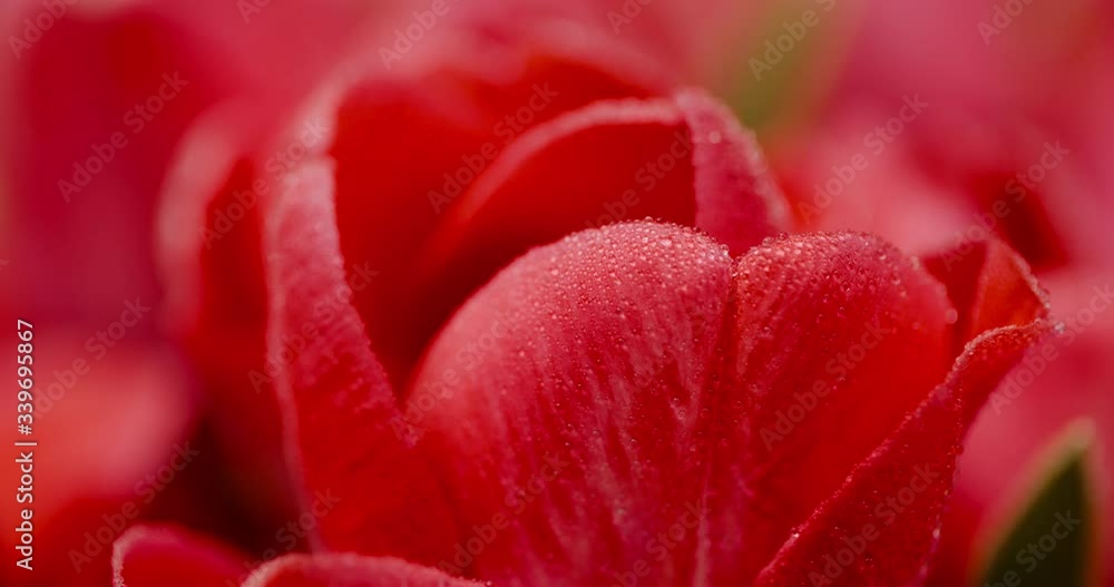 Fresh Flowers Tulips on Black Background Fresh Flowers Tulips on Black Background