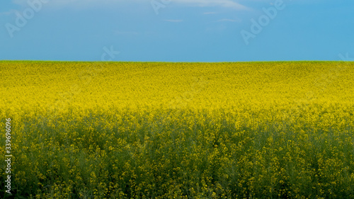 Blooming Rapeseed Field in Summer © Tatjana