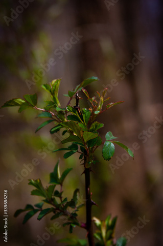 Tall Leafs