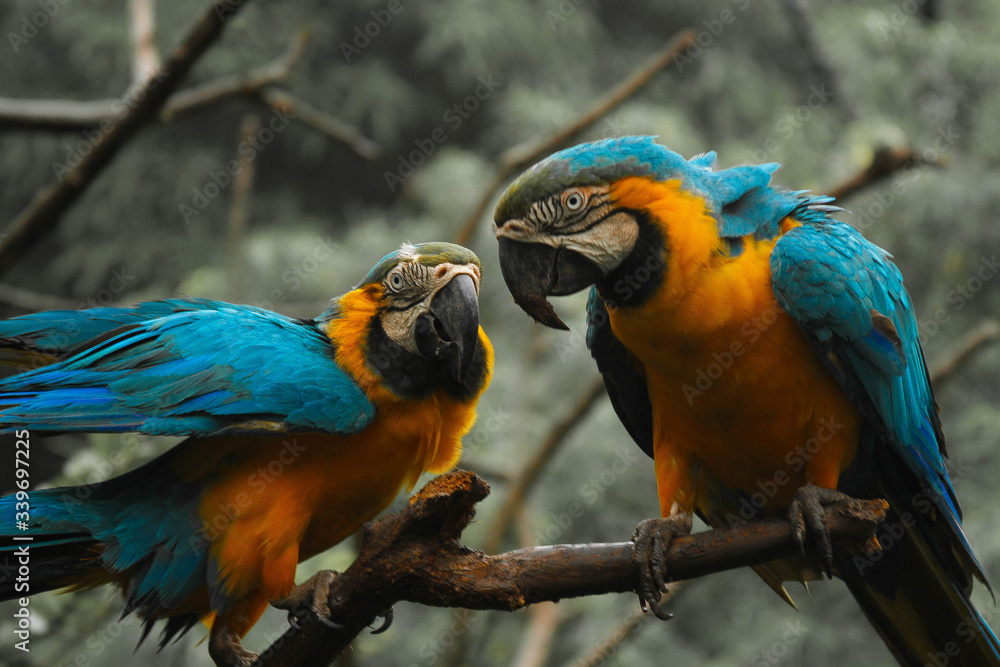 blue and yellow macaw