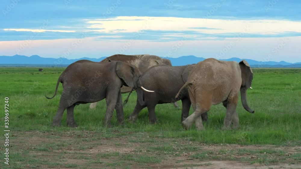 A pair of juvenile elephants play fight in Amboseli National Park A pair of juvenile elephants play fight in Amboseli National Park