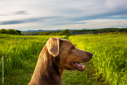 Head of a fawn color Doberman dog in a green field
