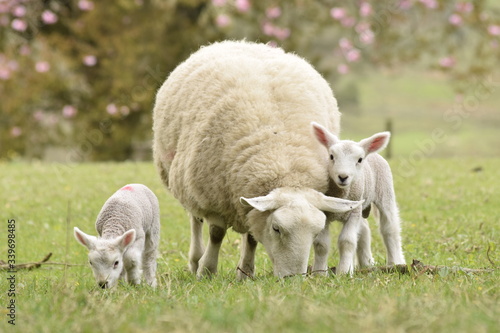 sheep and spring lamb