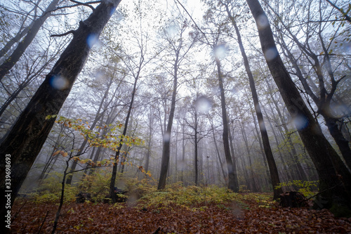 rainy and foggy morning in the woods