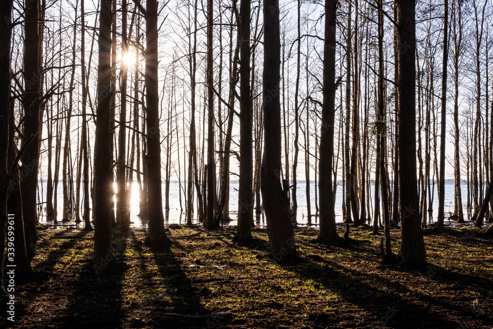 Obraz premium sunset in the woods by the lake with tree silhouettes