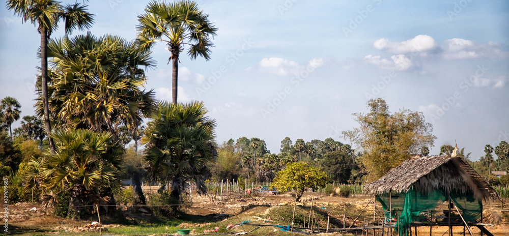 The green shoots of the rice plantations on the background of white house farm, palm trees and jungle