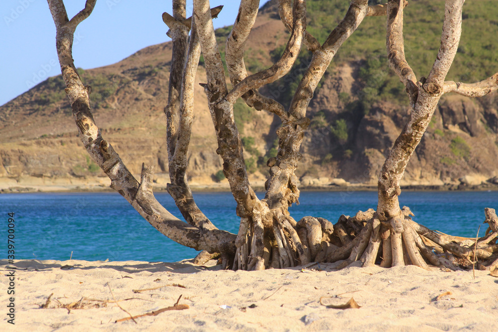 Scenic palm trunk and roots on Kuta beach, Lombok