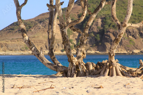 Scenic palm trunk and roots on Kuta beach  Lombok