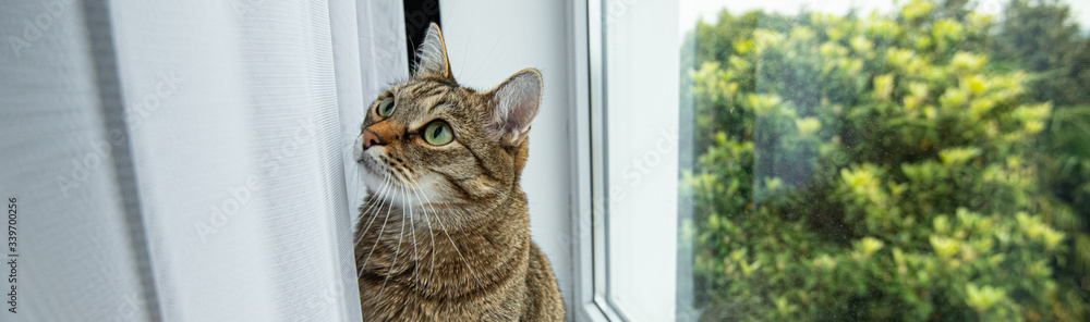 a cat with green eyes looks interested window tree window sill curtain banner a cat with green eyes looks interested window tree window sill curtain banner