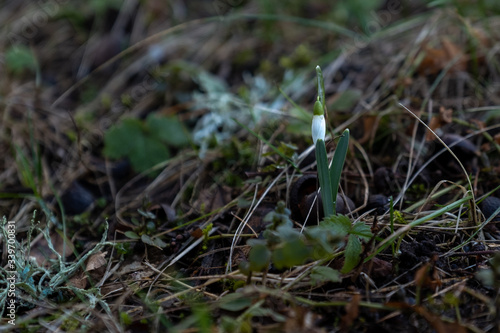 Flower in the forest in spring, snowdrop white.