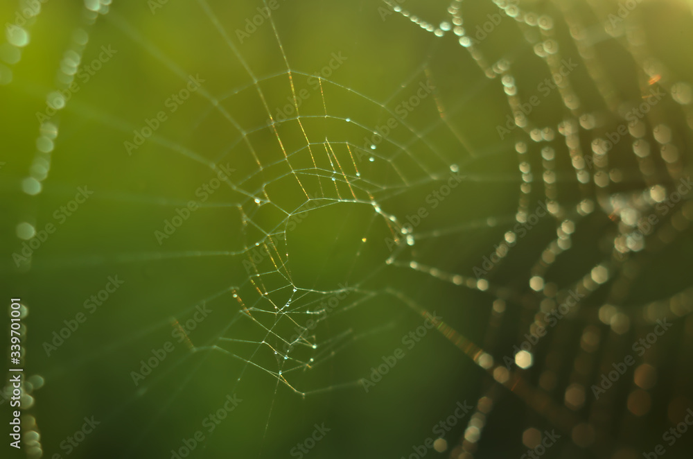 Spiderweb with raindrops in the sun rays/ Sieć pajęcza Spiderweb with raindrops in the sun rays/ Sieć pajęcza