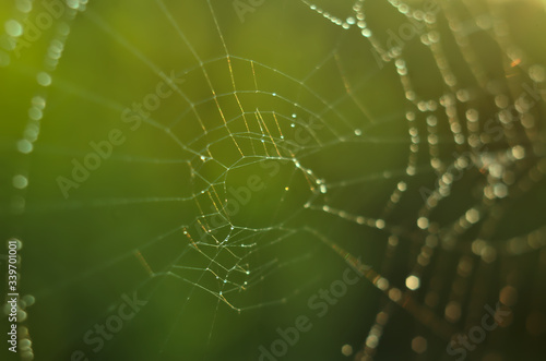 Spiderweb with raindrops in the sun rays/ Sieć pajęcza