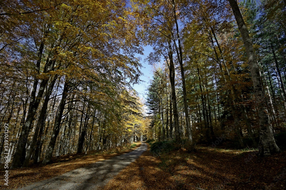 Obraz premium BELLEZZE DI CALABRIA Autunno in Sila